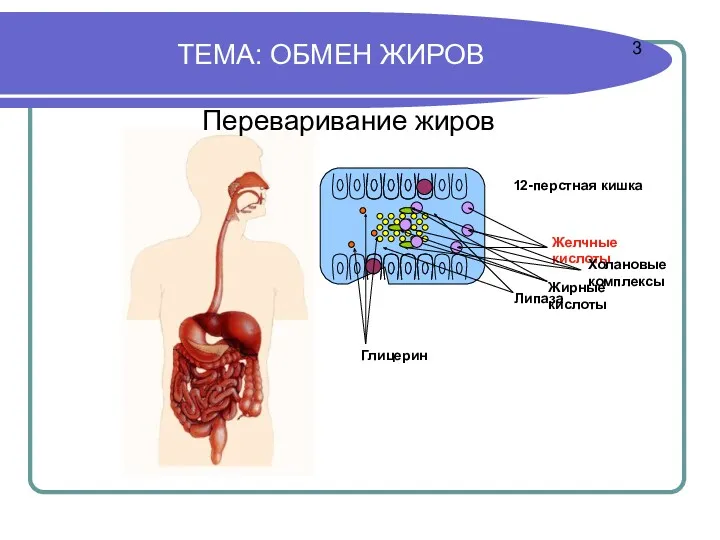 ТЕМА: ОБМЕН ЖИРОВ Липаза Глицерин Жирные кислоты Желчные кислоты Холановые комплексы Переваривание жиров 12-перстная кишка 3