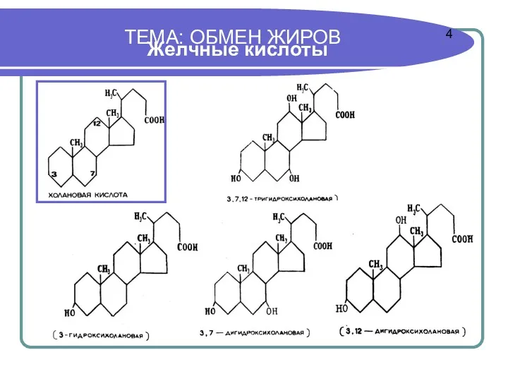 ТЕМА: ОБМЕН ЖИРОВ Желчные кислоты 4