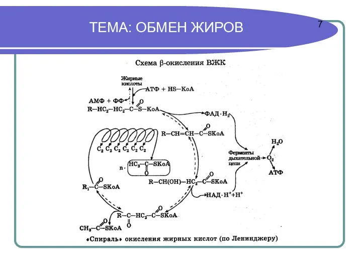 ТЕМА: ОБМЕН ЖИРОВ 7