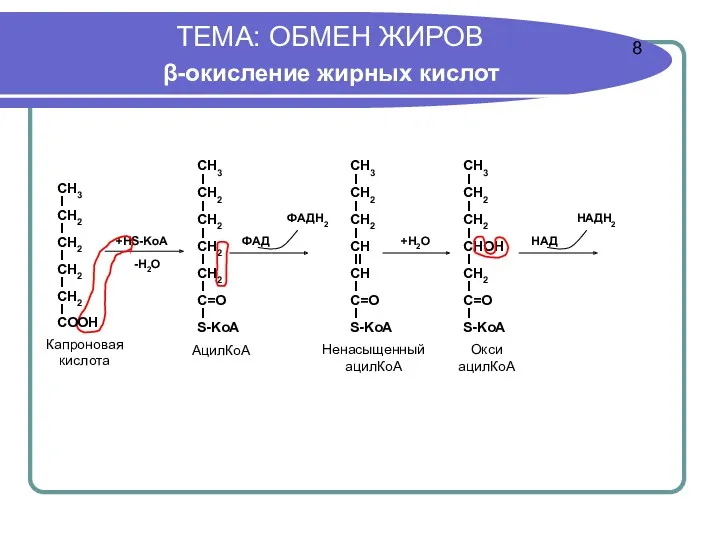 ТЕМА: ОБМЕН ЖИРОВ β-окисление жирных кислот -H2O 8