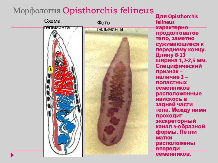Морфология Opisthorchis felineus Для Opisthorchis felineus характерно продолговатое тело, заметно суживающиеся к переднему