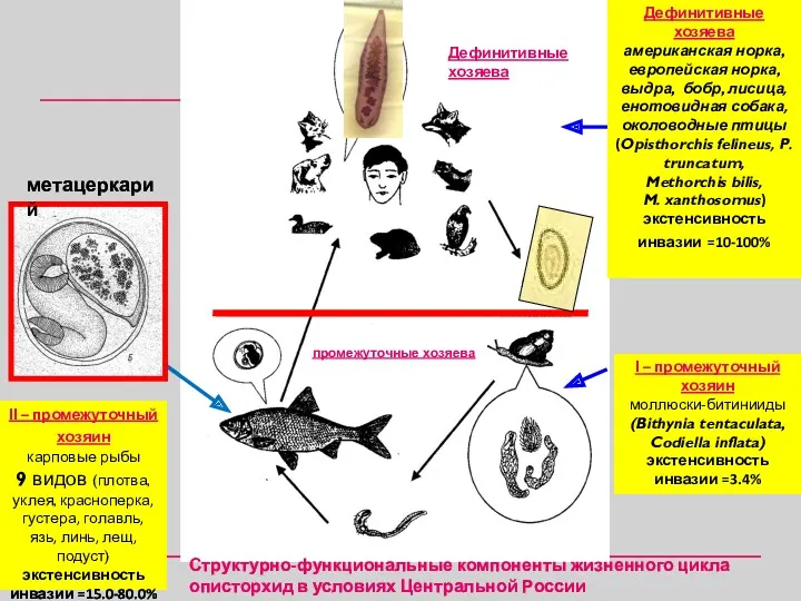 Структурно-функциональные компоненты жизненного цикла описторхид в условиях Центральной России Дефинитивные хозяева американская норка,