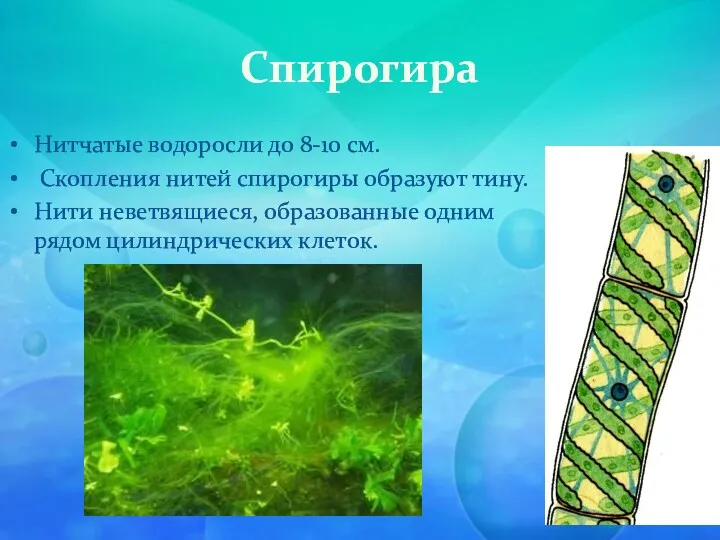 Спирогира Нитчатые водоросли до 8-10 см. Скопления нитей спирогиры образуют