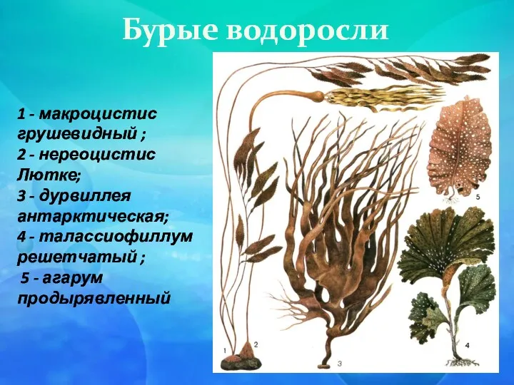 Бурые водоросли 1 - макроцистис грушевидный ; 2 - нереоцистис