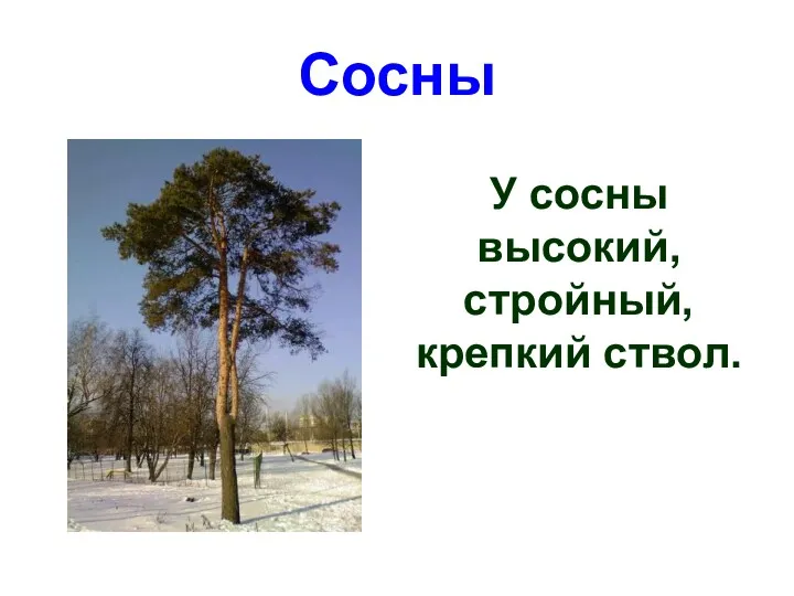 Сосны У сосны высокий, стройный, крепкий ствол.