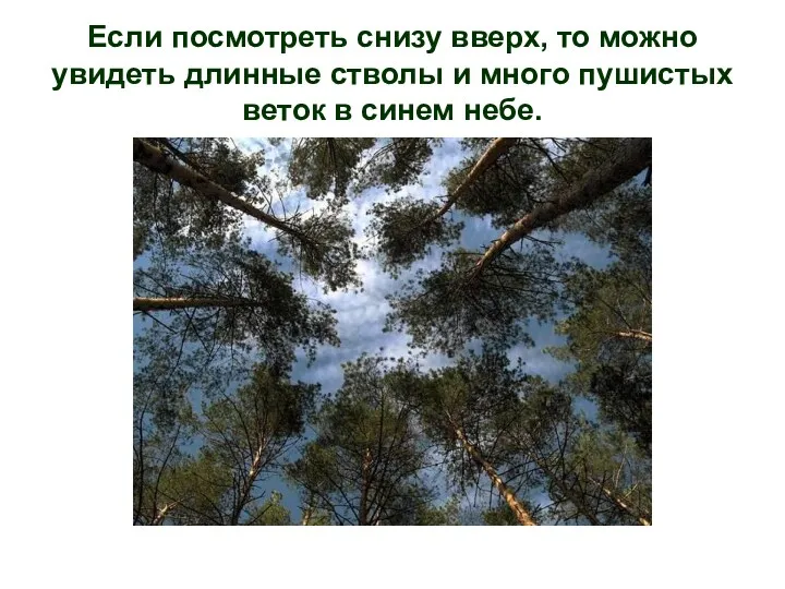 Если посмотреть снизу вверх, то можно увидеть длинные стволы и много пушистых веток в синем небе.