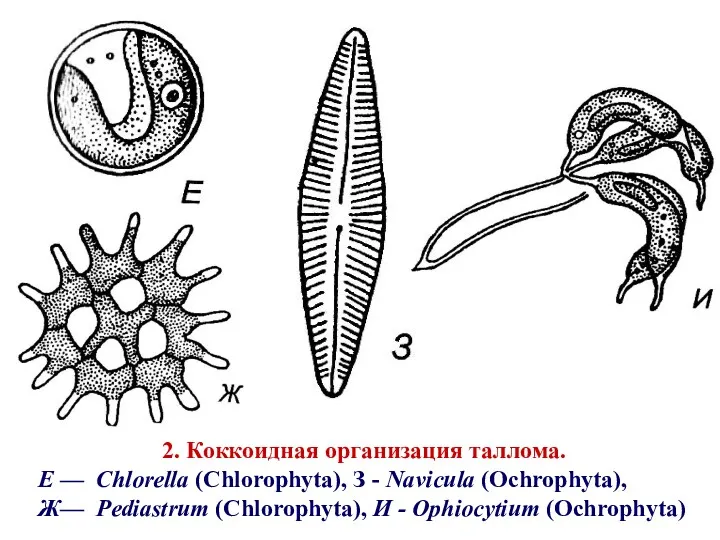 2. Коккоидная организация таллома. E — Chlorella (Chlorophyta), З -