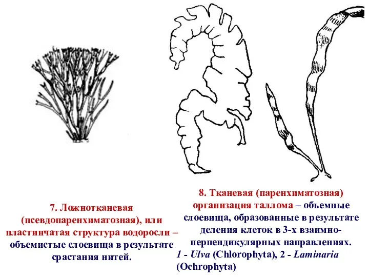 8. Тканевая (паренхиматозная) организация таллома – объемные слоевища, образованные в