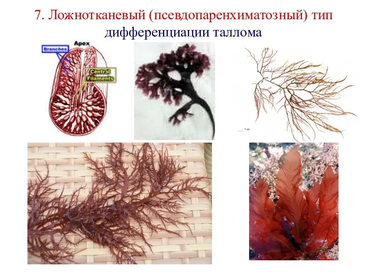 7. Ложнотканевый (псевдопаренхиматозный) тип дифференциации таллома