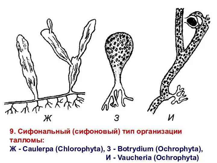 9. Сифональный (сифоновый) тип организации талломы: Ж - Caulerpa (Chlorophyta),