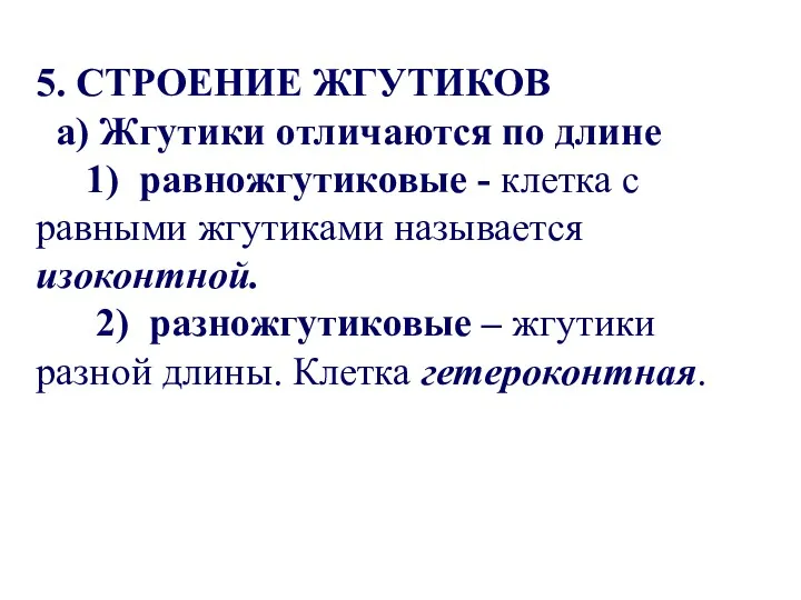 5. СТРОЕНИЕ ЖГУТИКОВ а) Жгутики отличаются по длине 1) равножгутиковые