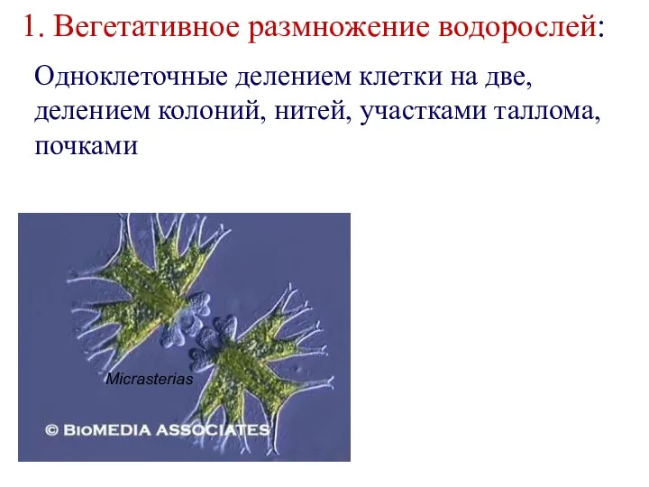 1. Вегетативное размножение водорослей: Micrasterias Одноклеточные делением клетки на две, делением колоний, нитей, участками таллома, почками