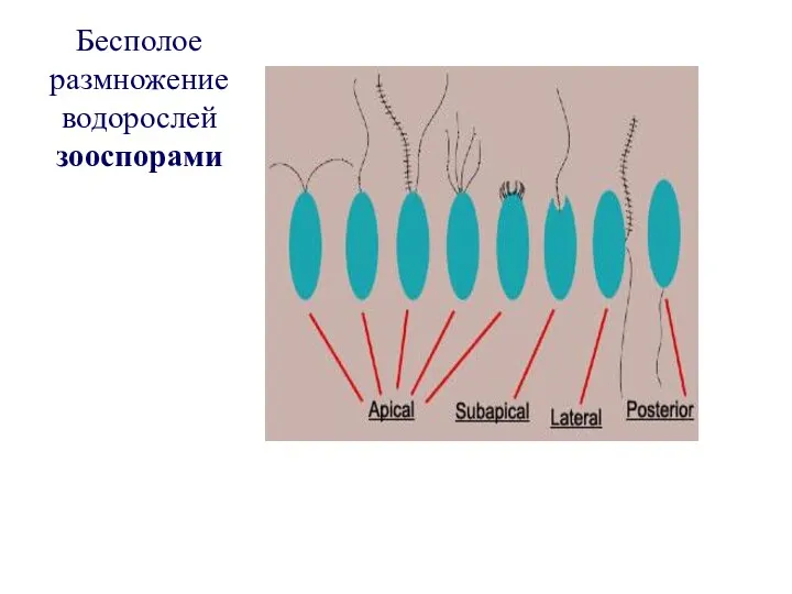 Бесполое размножение водорослей зооспорами
