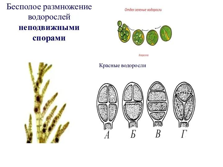 Бесполое размножение водорослей неподвижными спорами Красные водоросли