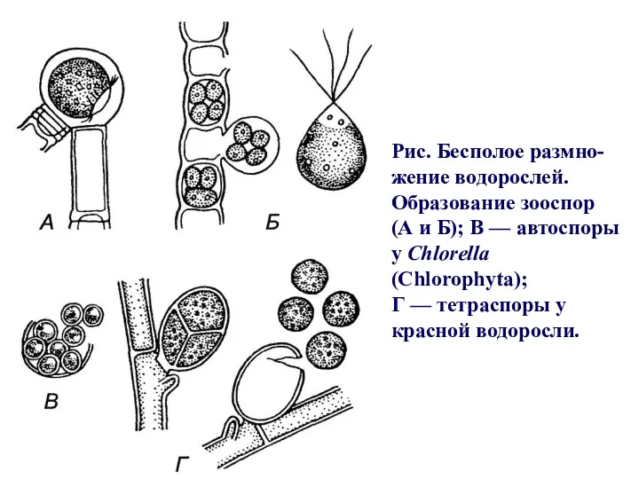 Рис. Бесполое размно-жение водорослей. Образование зооспор (А и Б); В