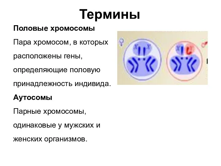 Термины Половые хромосомы Пара хромосом, в которых расположены гены, определяющие половую принадлежность индивида.