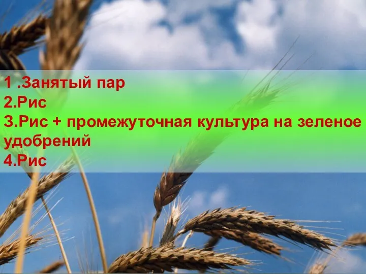 1 .Занятый пар 2.Рис З.Рис + промежуточная культура на зеленое удобрений 4.Рис