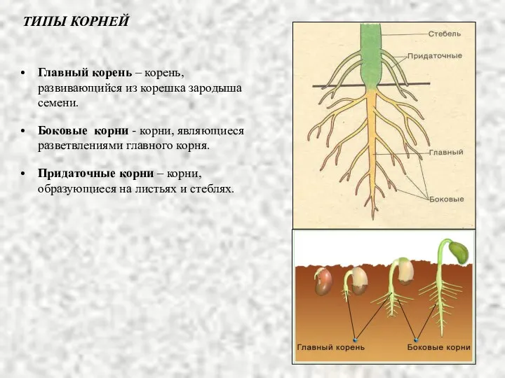 ТИПЫ КОРНЕЙ Главный корень – корень, развивающийся из корешка зародыша