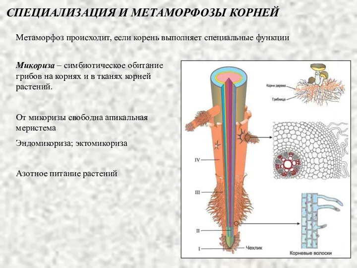 СПЕЦИАЛИЗАЦИЯ И МЕТАМОРФОЗЫ КОРНЕЙ Метаморфоз происходит, если корень выполняет специальные
