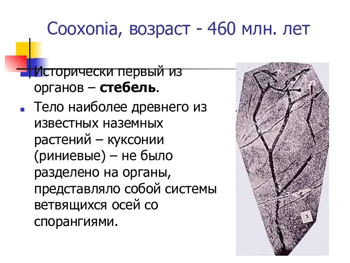 Cooxonia, возраст - 460 млн. лет Исторически первый из органов – стебель. Тело