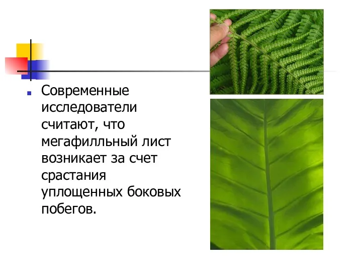 Современные исследователи считают, что мегафилльный лист возникает за счет срастания уплощенных боковых побегов.