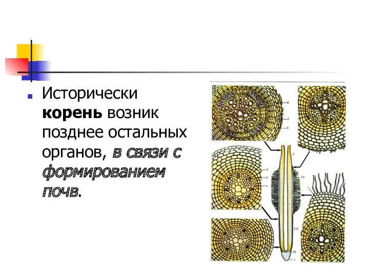 Исторически корень возник позднее остальных органов, в связи с формированием почв.