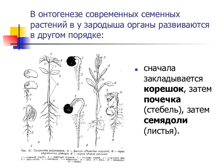 В онтогенезе современных семенных растений в у зародыша органы развиваются в другом порядке: