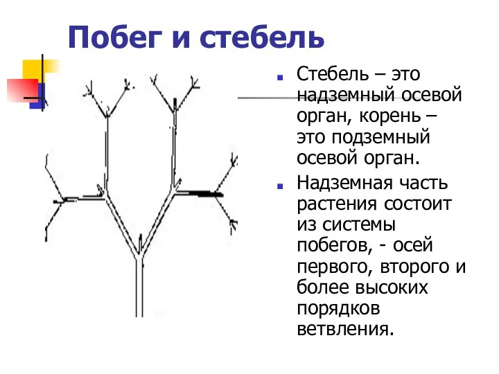 Побег и стебель Стебель – это надземный осевой орган, корень – это подземный