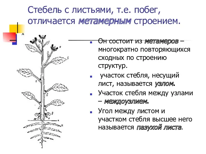Стебель с листьями, т.е. побег, отличается метамерным строением. Он состоит из метамеров –