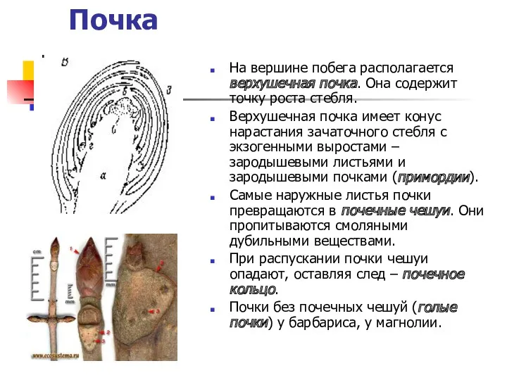 Почка На вершине побега располагается верхушечная почка. Она содержит точку роста стебля. Верхушечная