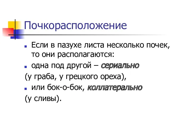 Почкорасположение Если в пазухе листа несколько почек, то они располагаются: одна под другой