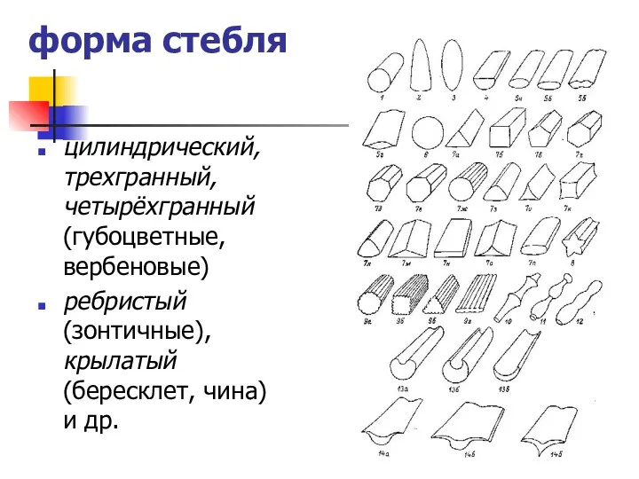 форма стебля цилиндрический, трехгранный, четырёхгранный (губоцветные, вербеновые) ребристый (зонтичные), крылатый (бересклет, чина) и др.