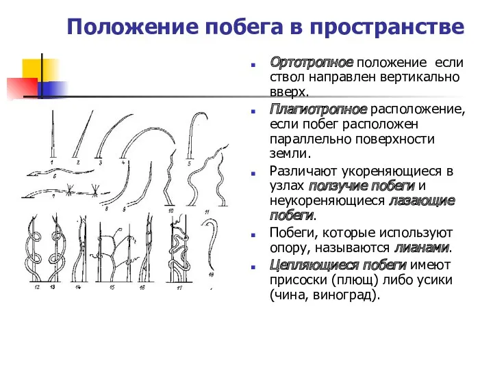 Положение побега в пространстве Ортотропное положение если ствол направлен вертикально вверх. Плагиотропное расположение,