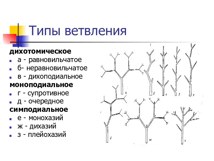 Типы ветвления дихотомическое а - равновильчатое б- неравновильчатое в - дихоподиальное моноподиальное г