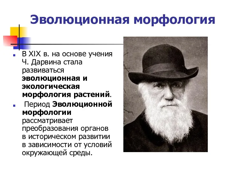 Эволюционная морфология В XIX в. на основе учения Ч. Дарвина стала развиваться эволюционная