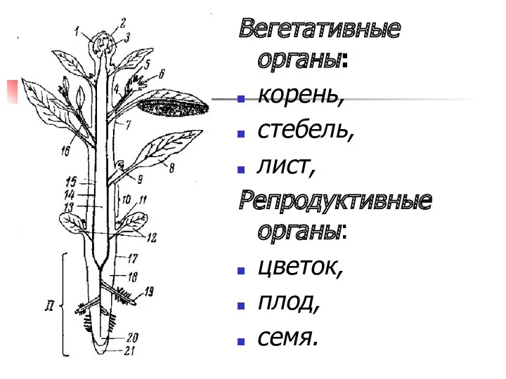 Вегетативные органы: корень, стебель, лист, Репродуктивные органы: цветок, плод, семя.