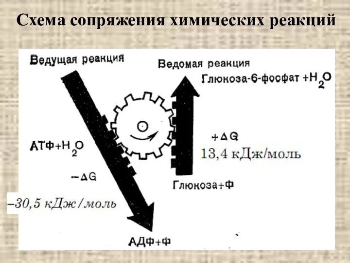 Схема сопряжения химических реакций