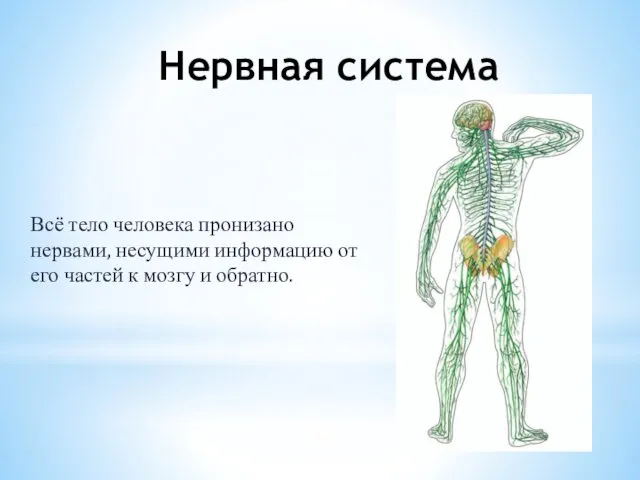 Нервная система Всё тело человека пронизано нервами, несущими информацию от его частей к мозгу и обратно.