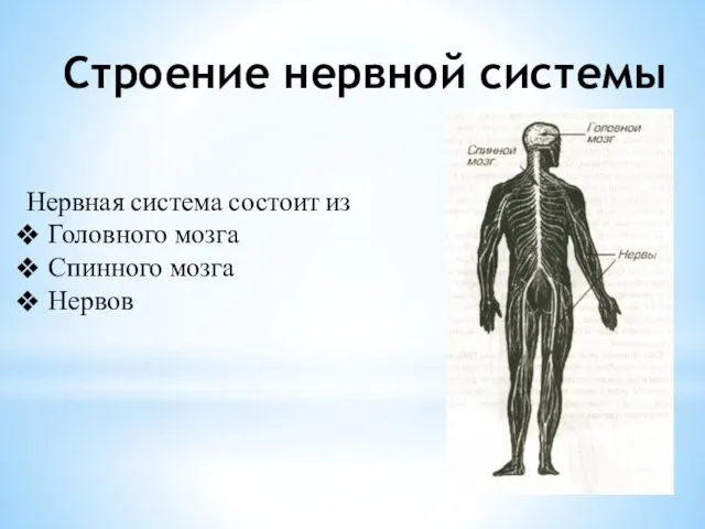 Строение нервной системы Нервная система состоит из Головного мозга Спинного мозга Нервов