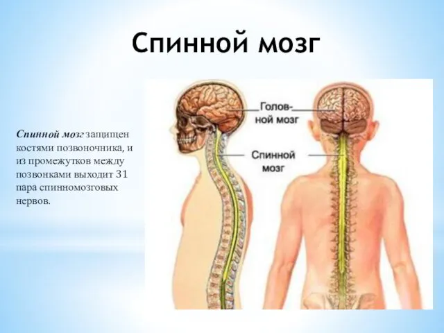 Спинной мозг Спинной мозг защищен костями позвоночника, и из промежутков