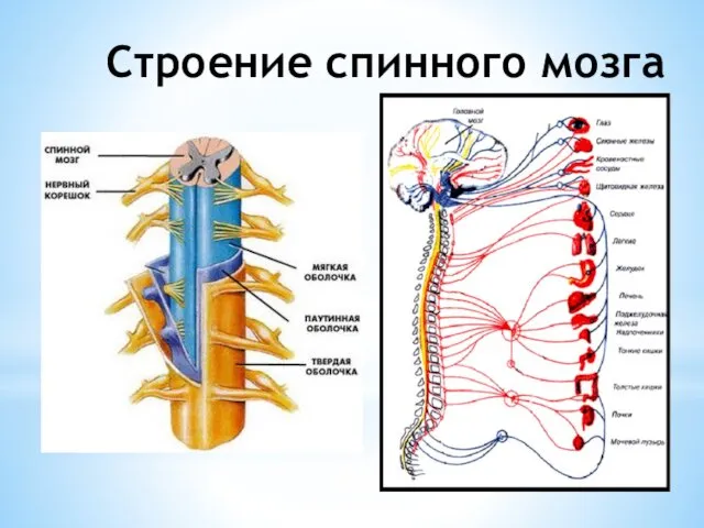 Строение спинного мозга