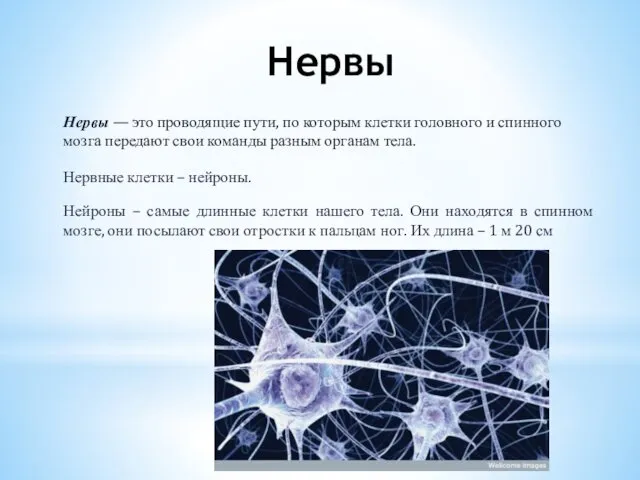 Нервы Нервы — это проводящие пути, по которым клетки головного