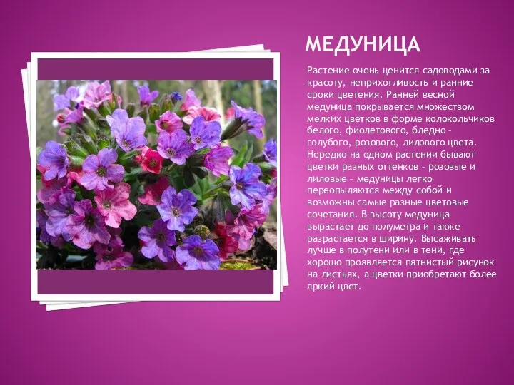 МЕДУНИЦА Растение очень ценится садоводами за красоту, неприхотливость и ранние