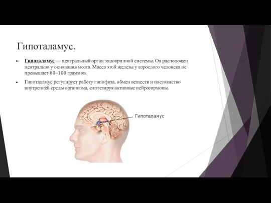 Гипоталамус. Гипоталамус — центральный орган эндокринной системы. Он расположен центрально