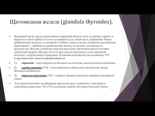 Щитовидная железа (glandula thyroidea). Непарный орган, располагающийся в передней области