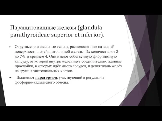 Паращитовидные железы (glandula parathyroideae superior et inferior). Округлые или овальные