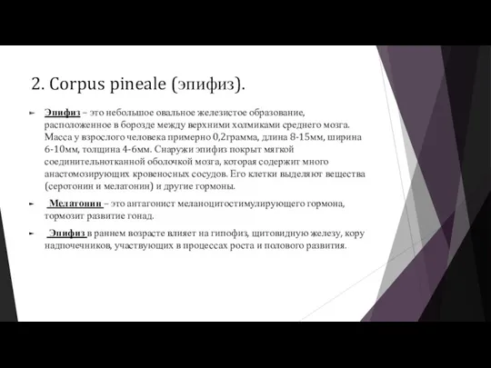 2. Corpus pineale (эпифиз). Эпифиз – это небольшое овальное железистое