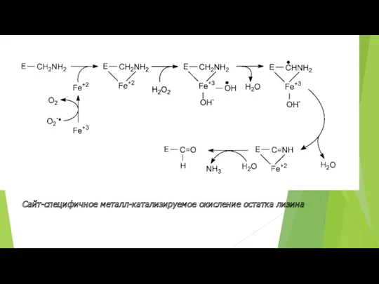 Сайт-специфичное металл-катализируемое окисление остатка лизина