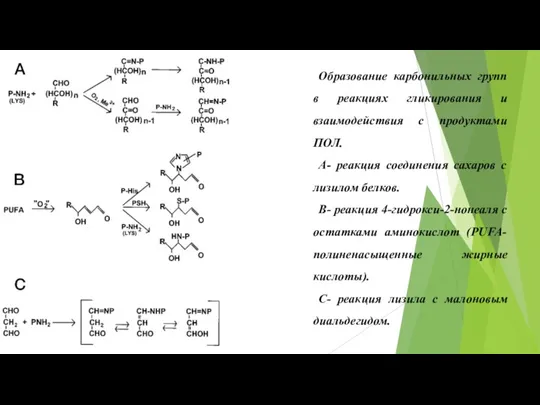 Образование карбонильных групп в реакциях гликирования и взаимодействия с продуктами