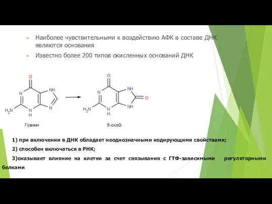 Наиболее чувствительными к воздействию АФК в составе ДНК являются основания